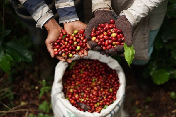 Pememerintah Aceh Jajaki Kerjasama Pemasaran Internasional Kopi Gayo dengan ITFC dan SCOPI